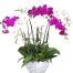 womens day potted orchids vietnam 14