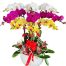 womens day potted orchids vietnam 15a