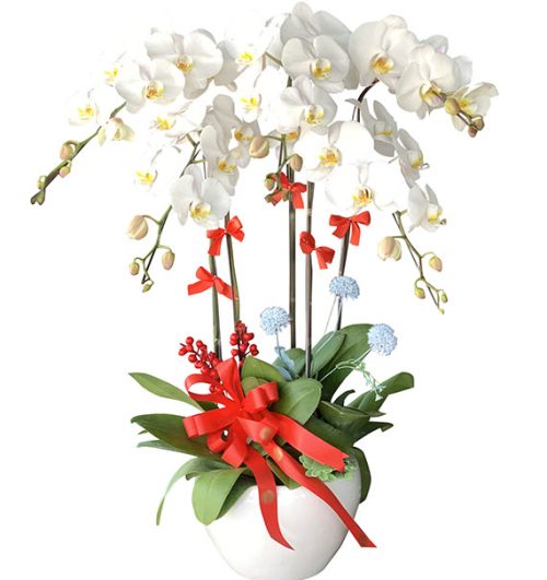 womens day potted orchids vietnam 16a