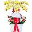 womens day potted orchids vietnam 18