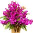 orchids for mom 10