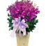 orchids for mom 11