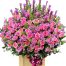 special flowers for teachers day 10a