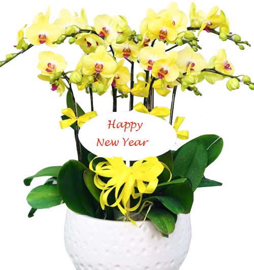 poted orchids for tet 007