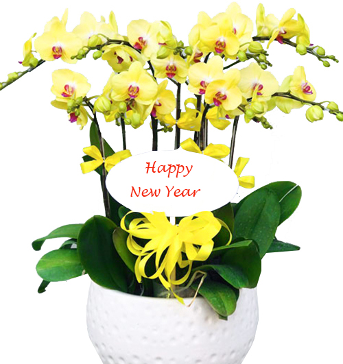 poted orchids for tet 007