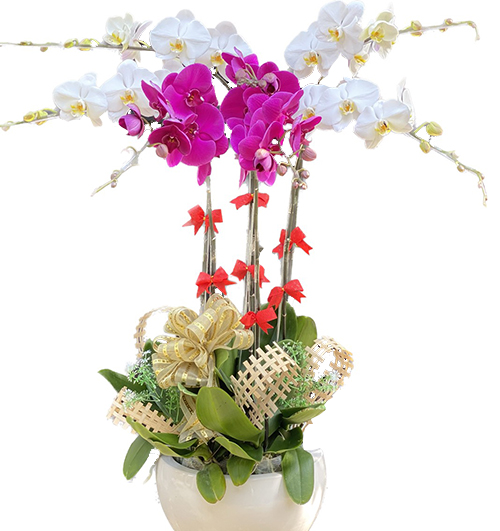 poted orchids for tet 018