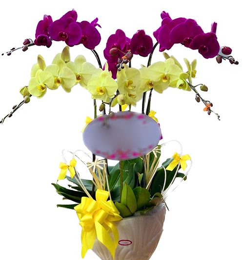 poted orchids for tet 019
