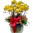potted orchids for tet 09a