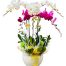 potted orchids for tet 10