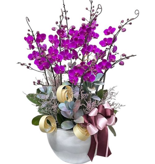 potted orchids for tet 11a