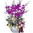 potted orchids for tet 11a