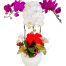 potted orchids for tet 12a