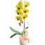 potted orchids for tet 14