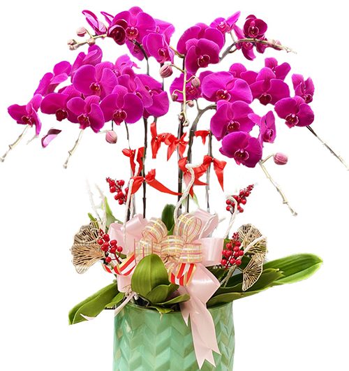 special orchids for tet 007