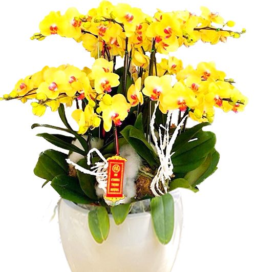 special orchids for tet 008