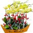 special orchids for tet 02a