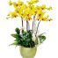 special orchids for tet 06