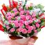 36 pink roses womens day vietnam