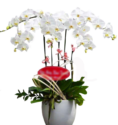 orchids for dad 004 500x531