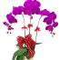 orchids for dad 011 500x531