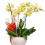 orchids for dad 10 600x655