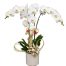 orchids for dad 12 600x655