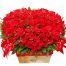 special vietnamese womens day roses 14
