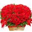 roses for valentine vietnam 08