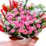 36 pink roses valentines day vietnam 02