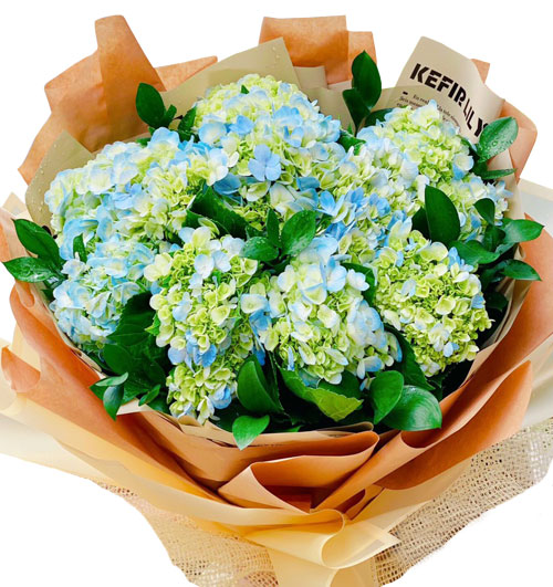 hydrangea