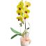 womens day potted orchids vietnam 02a