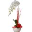 womens day potted orchids vietnam 03
