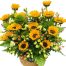 mothers day flowers vietnam 09