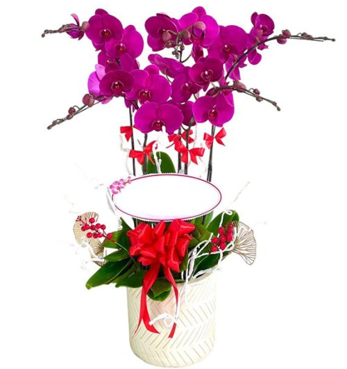 potted orchids for mom 15