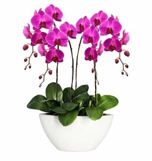 orchids for dad 015 500x531