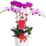 orchids for dad 13 500x531