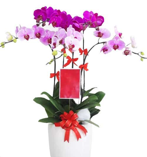 orchids for dad 13 500x531