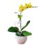 potted yellow orchids 01 branch 570x605