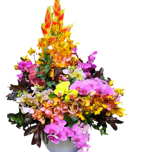 special-elegant-orchid
