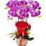 special potted orchids 10