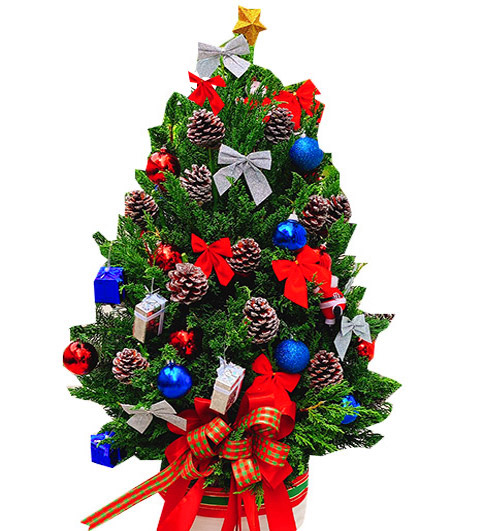 fresh christmas tree 11