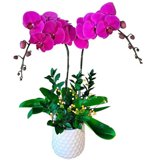 potted orchids for tet 20