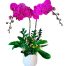 potted orchids for tet 20