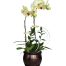 potted orchids for tet 22