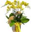 potted orchids for tet 24