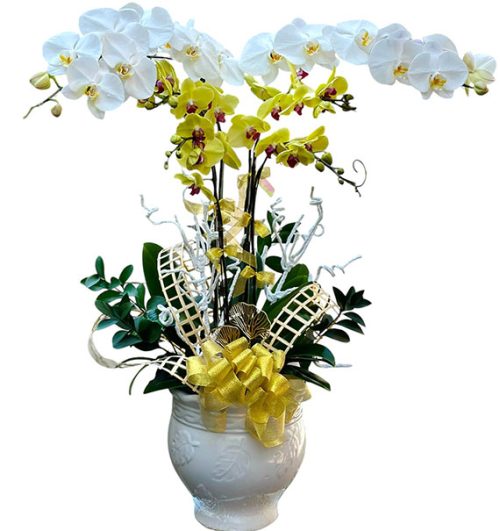 potted orchids for tet 25a