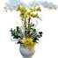 potted orchids for tet 25a