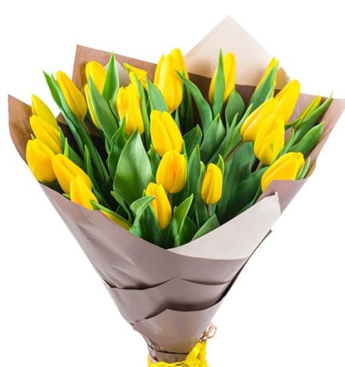 tulip flowers 11