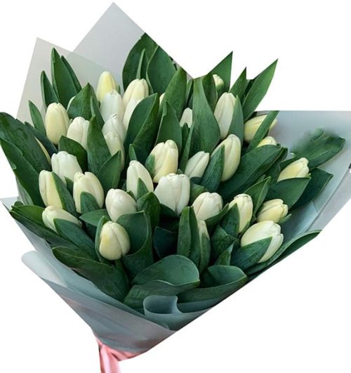 tulip flowers 16