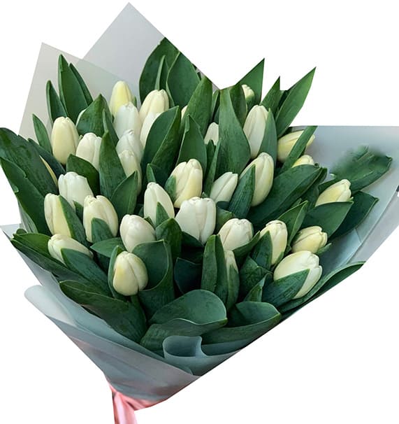 tulip flowers 16